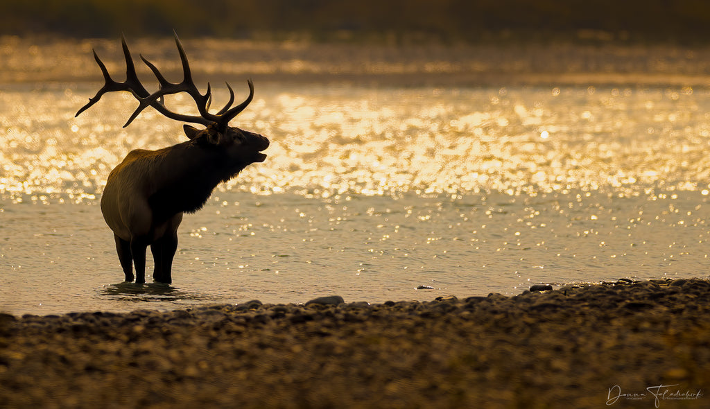 elk in river at sunset