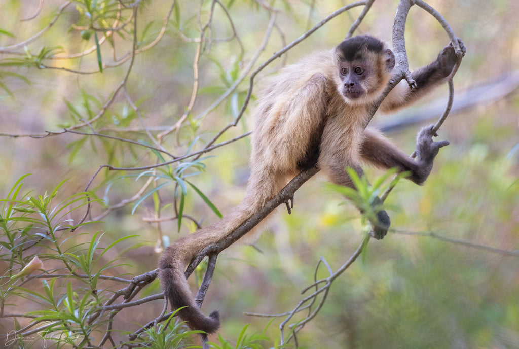 capuchin monkey on a tree