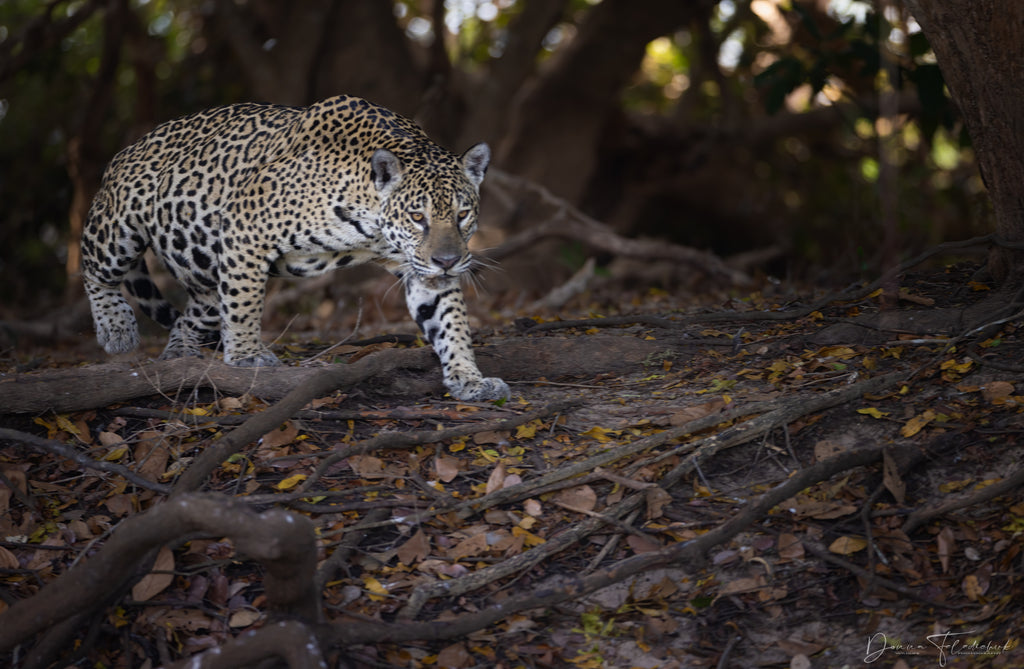 jaguar on the prowl photo