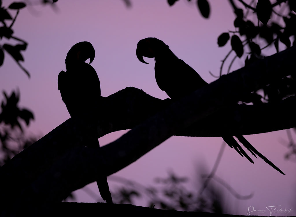 macaws at sunset