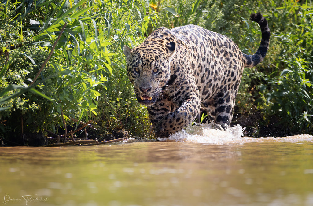 jaguar stalking in the river