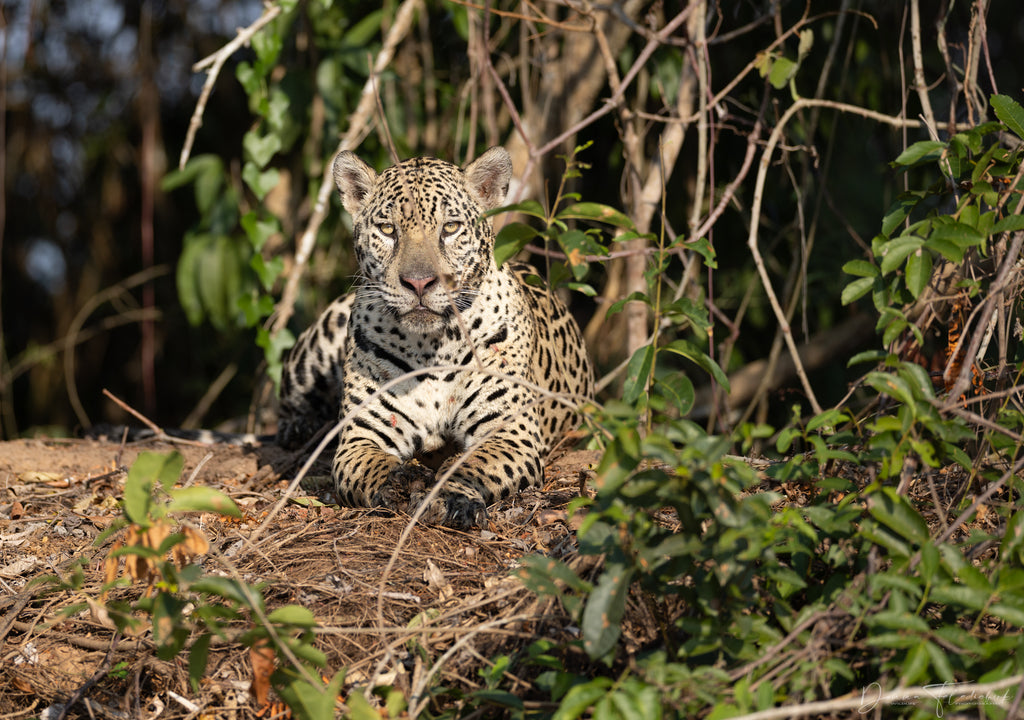 jaguar photo
