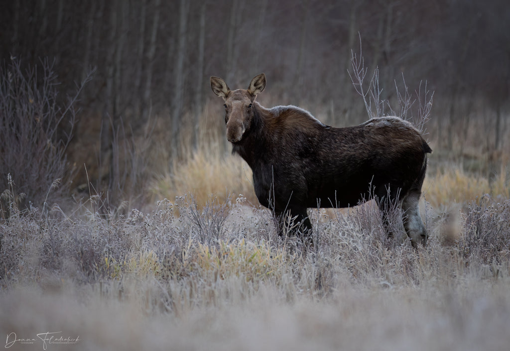 A cow moose on a frosty morning