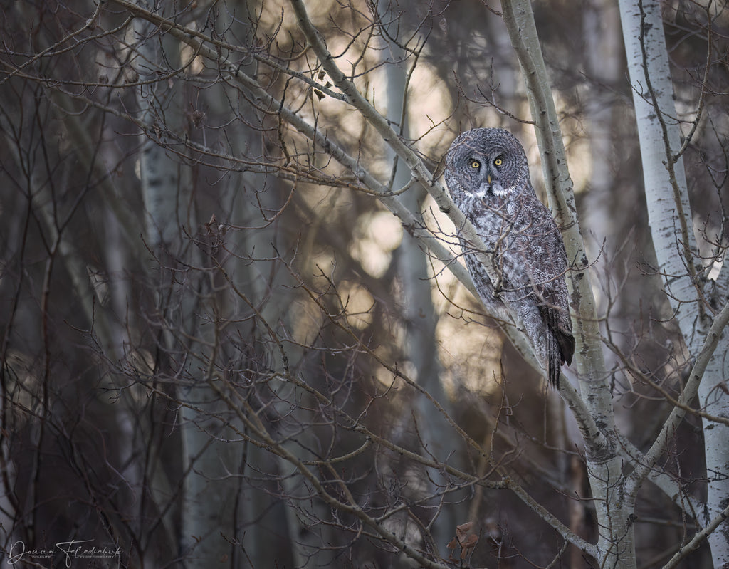 great gray owl