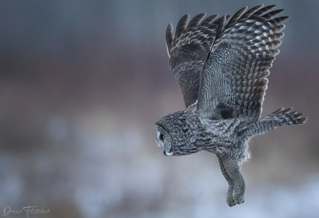 Great gray owl flying across an opening