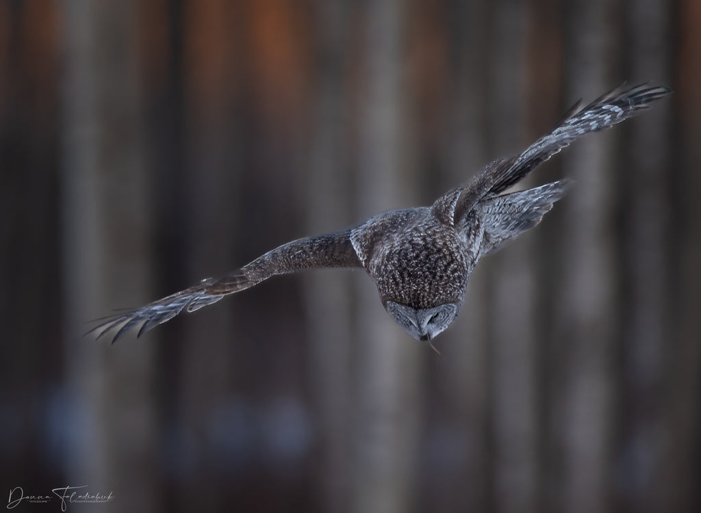 Great gray owl diving for a vole