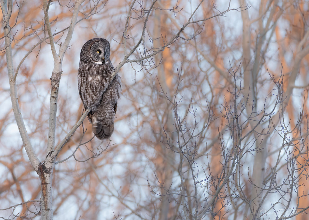 Owl in tree