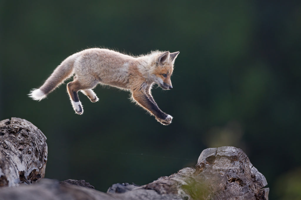 fox kit jumping