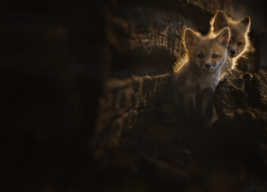 fox kits by barn photo