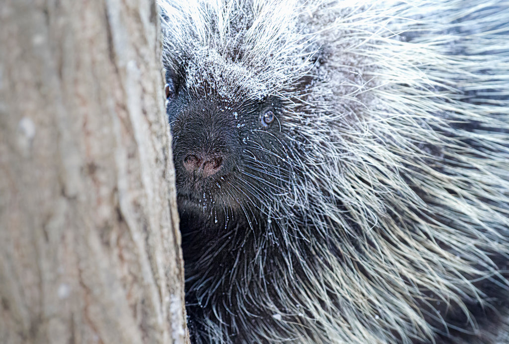 porcupine photo taken on the Pentax K1