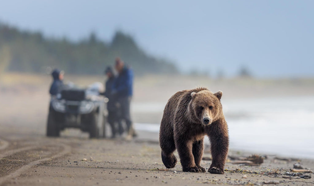 photography tour bears in Lake Clark