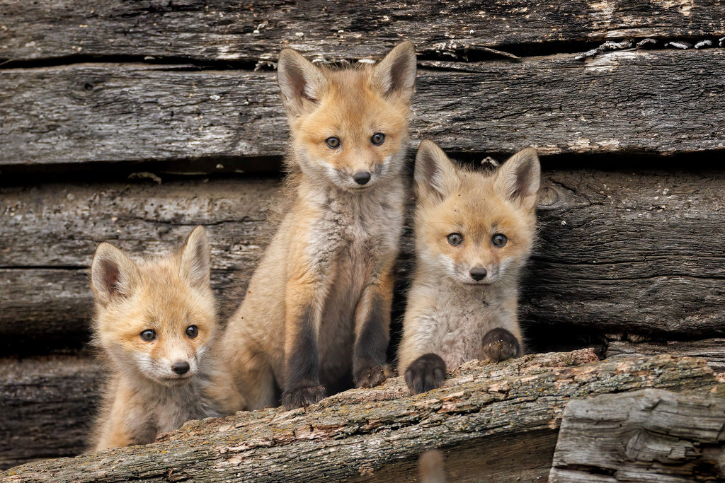 A trio of fox kits photo