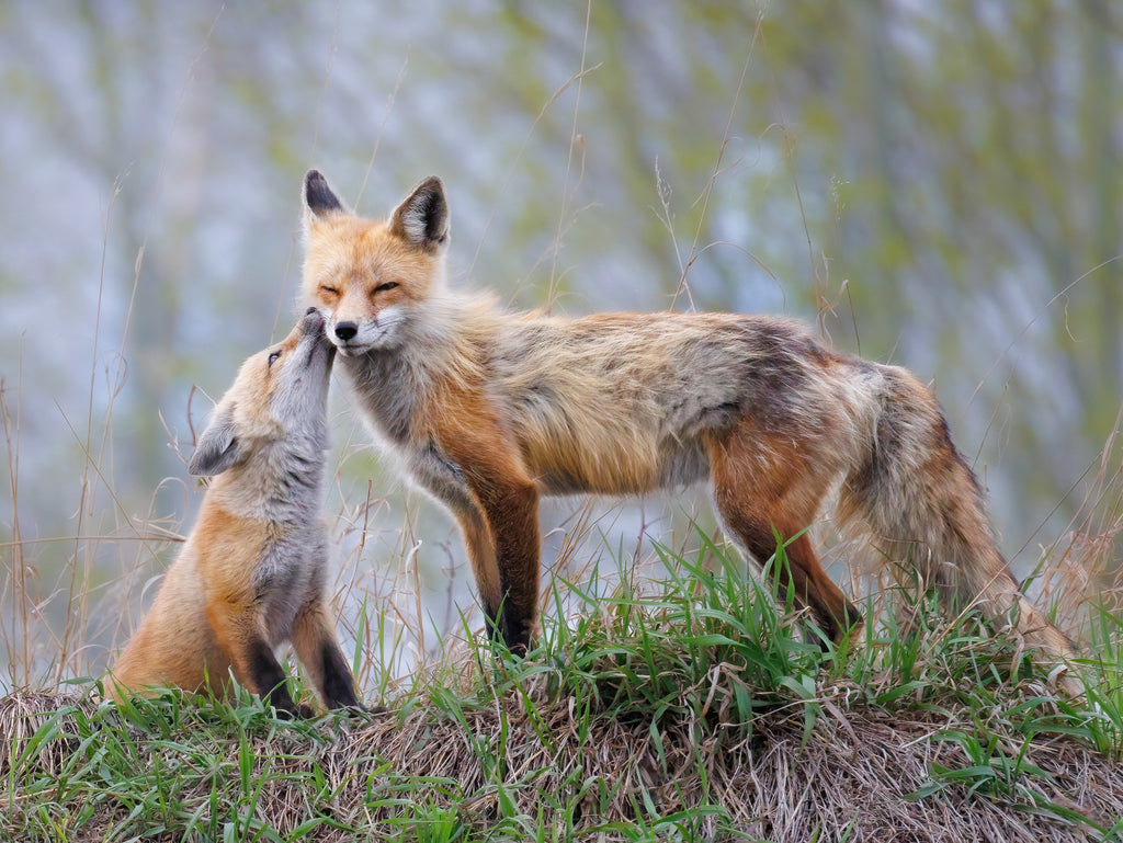 fox and kit photo