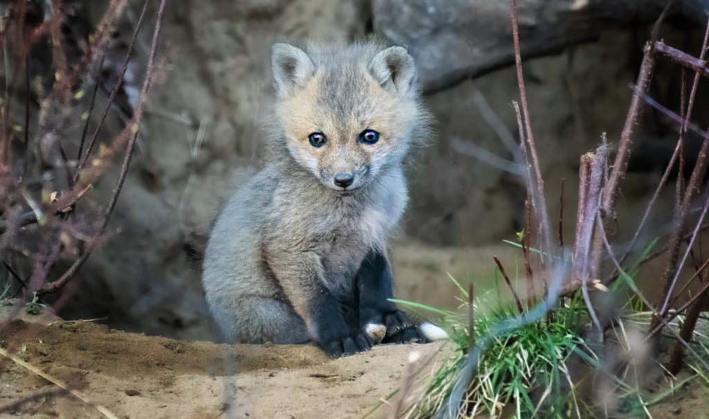 Fine art photography - fox kit in front of den