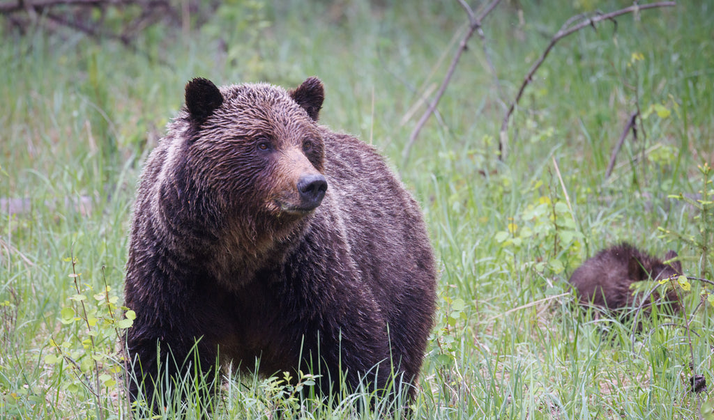 grizzly with cub