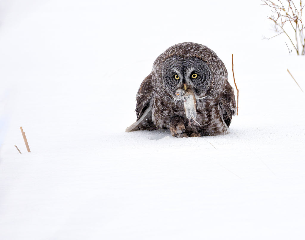 great gray owl image