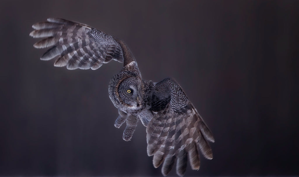 great gray owl image