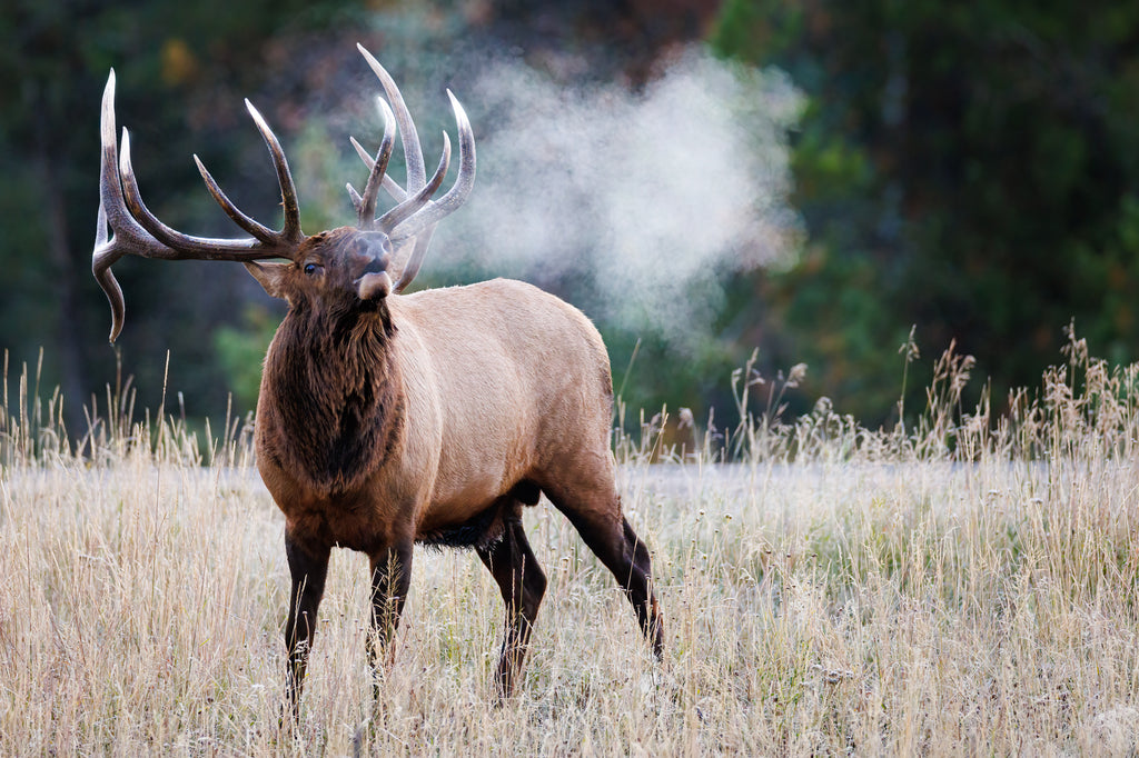 Elk bugling in the early morning