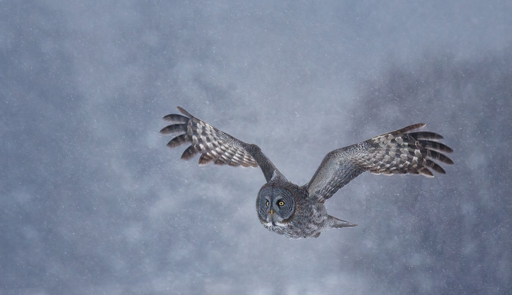 Great gray owl flying in a blizzard