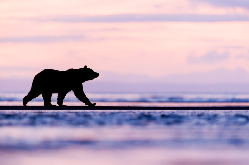 bear at sunrise