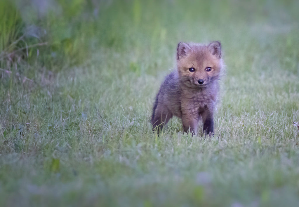 fox kit photo