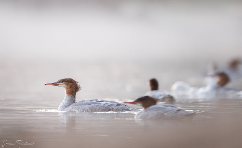 common merganser photo