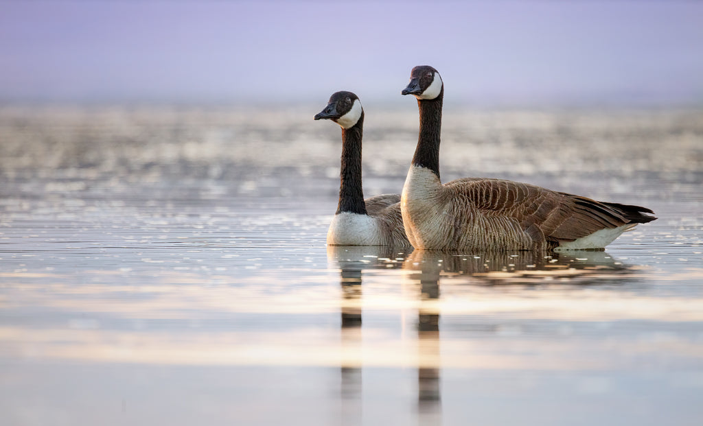 geese photo