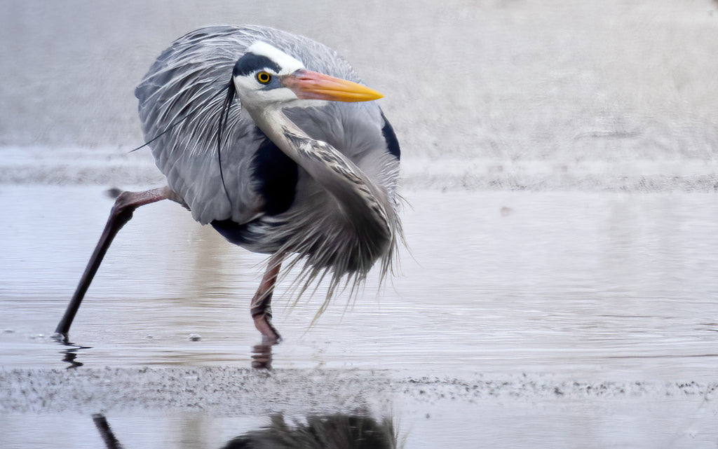 great blue heron