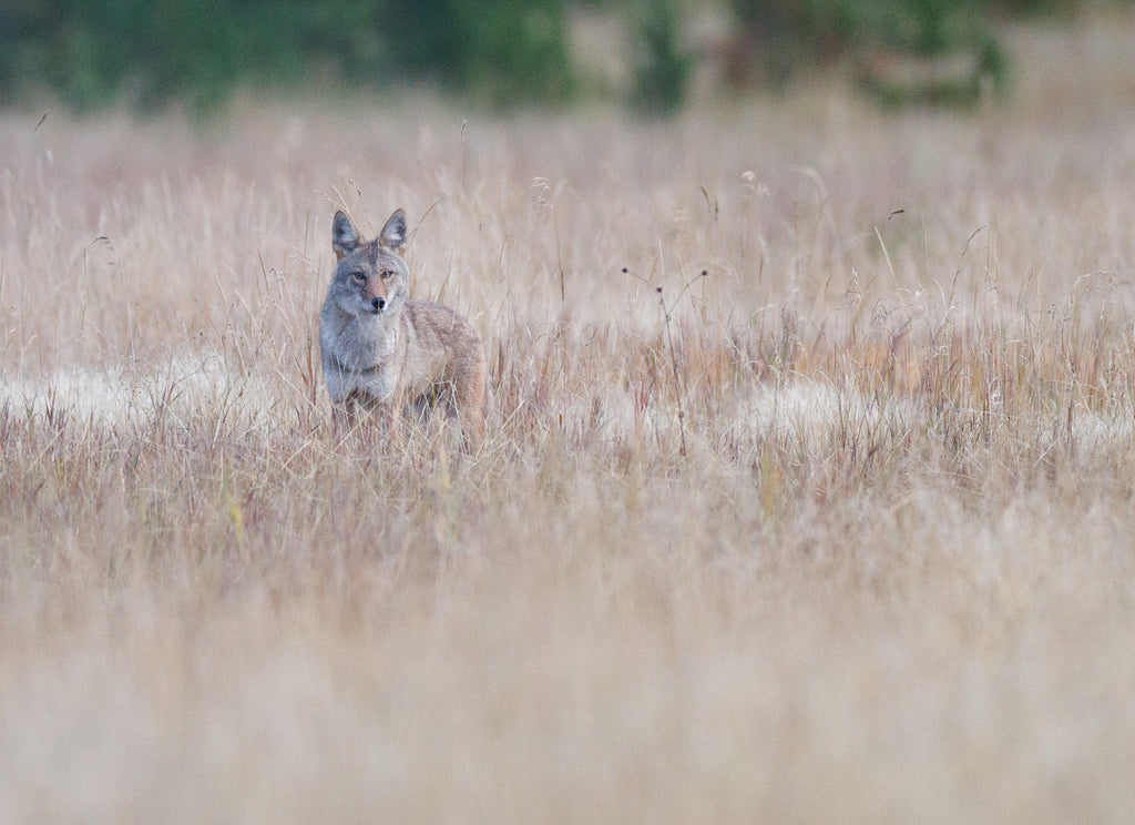Photo of a coyote in the field