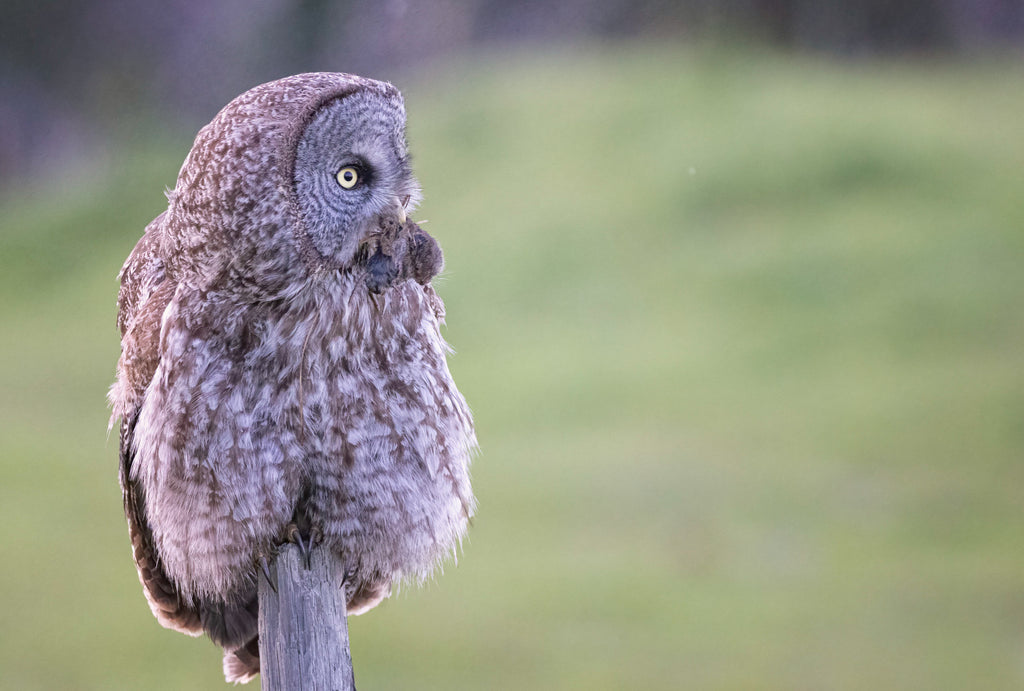 great gray owl image