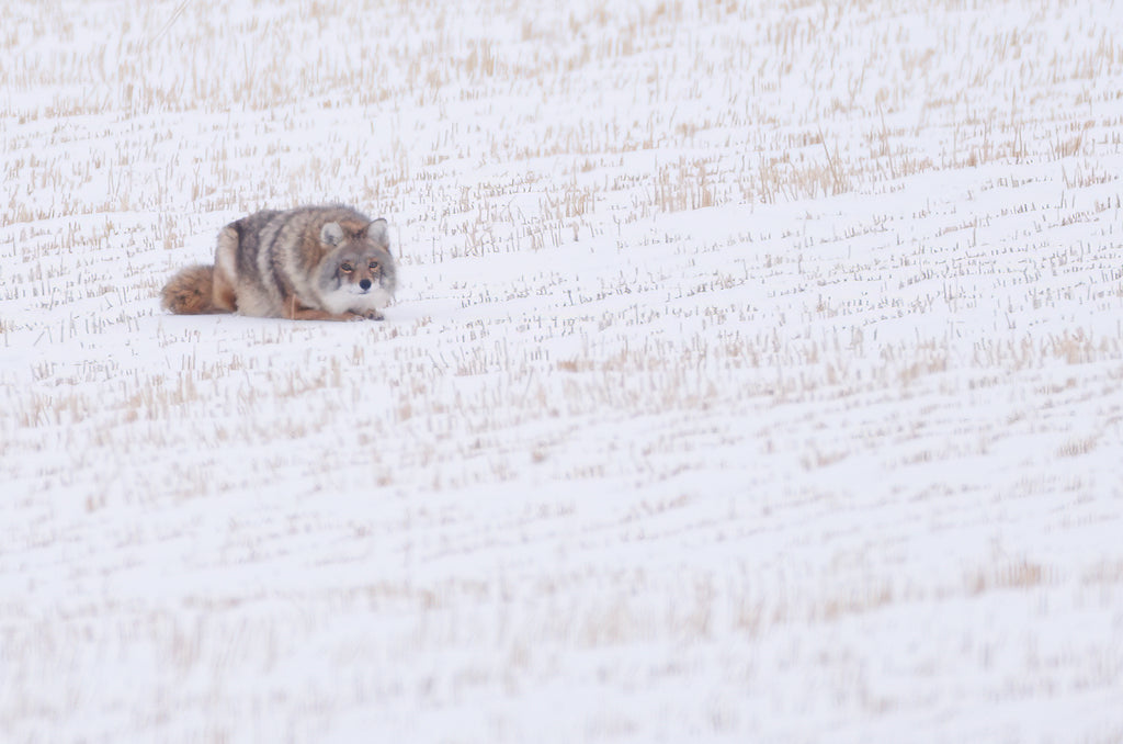 A coyote leading in the field in the winter