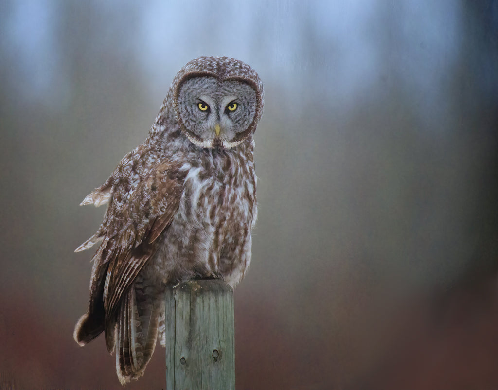 Fine art photography - great gray owl