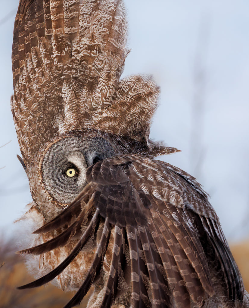 award winning owl photo