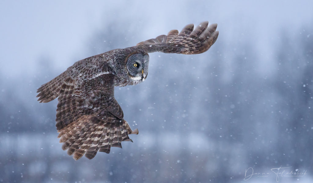 Owl in flight fine art photography