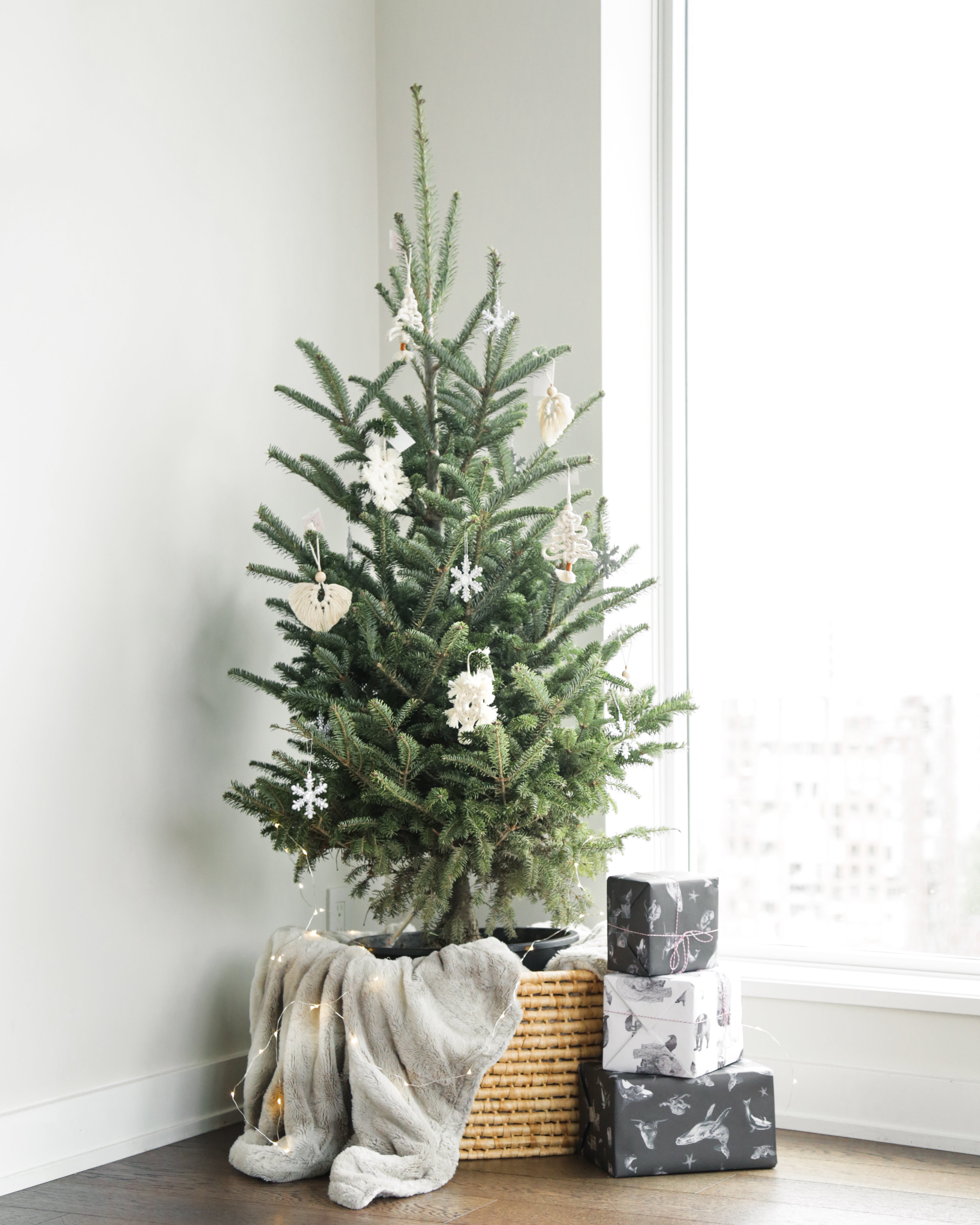 Evergrow Christmas Tree Co.