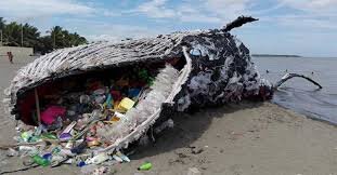 plastic pollution whales die environmental problems pollution