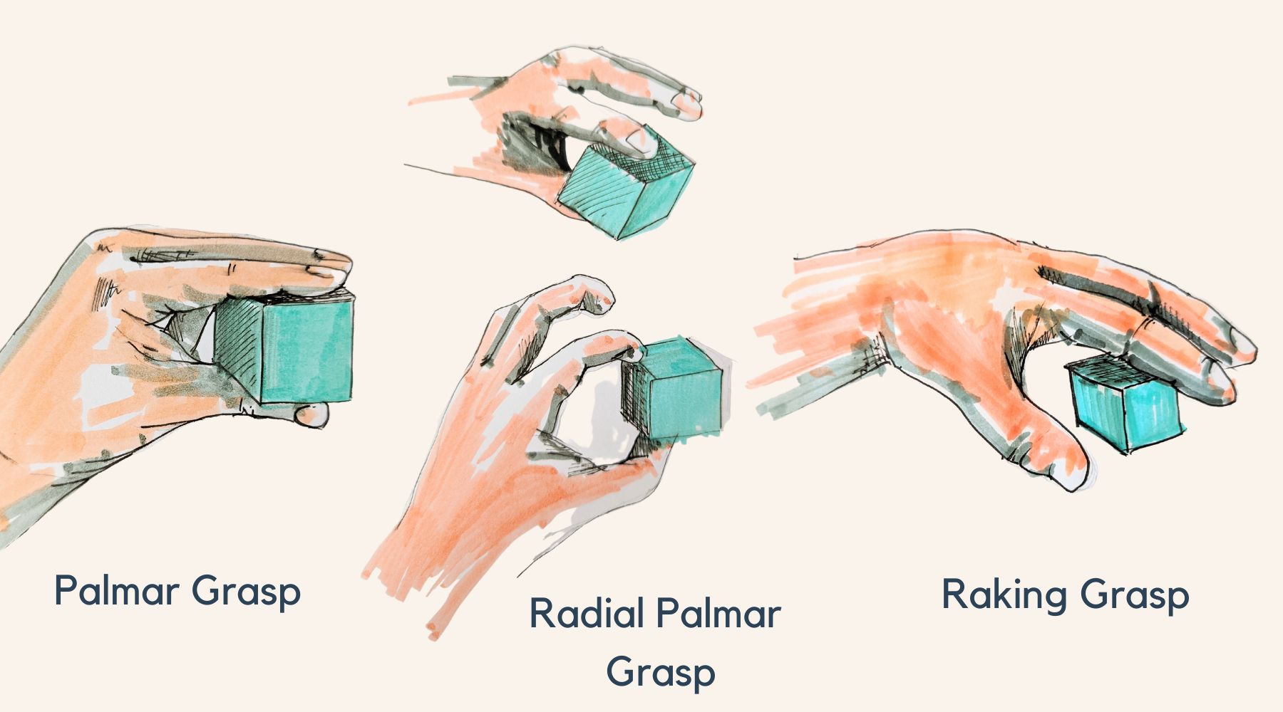 understanding development of palmar grasp 