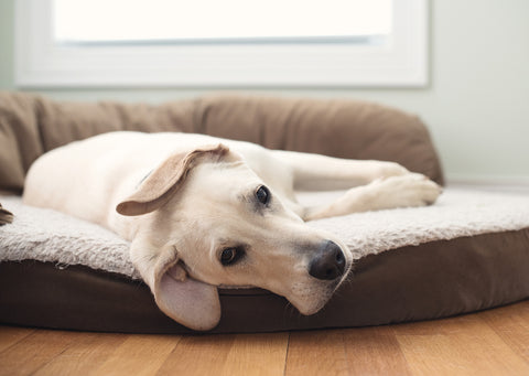 Golden lab lying on bed