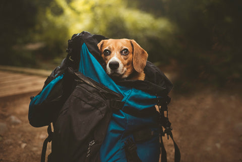 Cute dog in hiking backpack