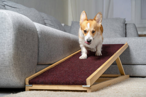 A welsh corgi dog, coming down on a home ramp