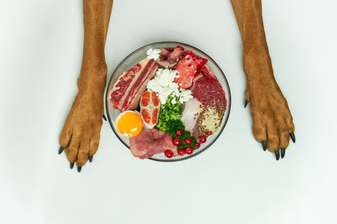 Natural raw dog food in bowl on white floor and dog's paws on background