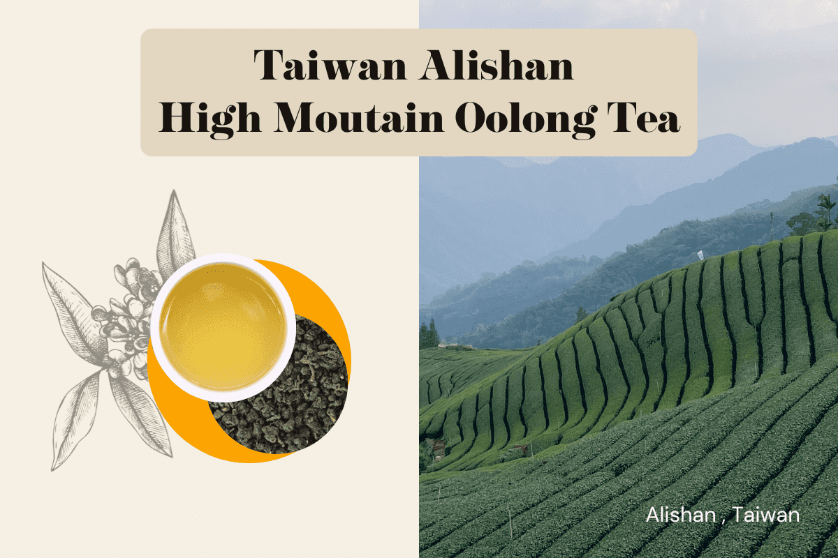 Taiwanese Alishan High Mountain Oolong Tea