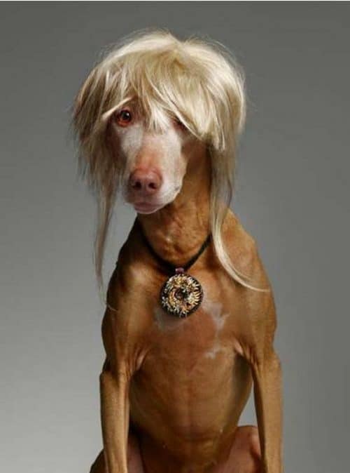Adorable Dog Hairstyles by Iles Formula