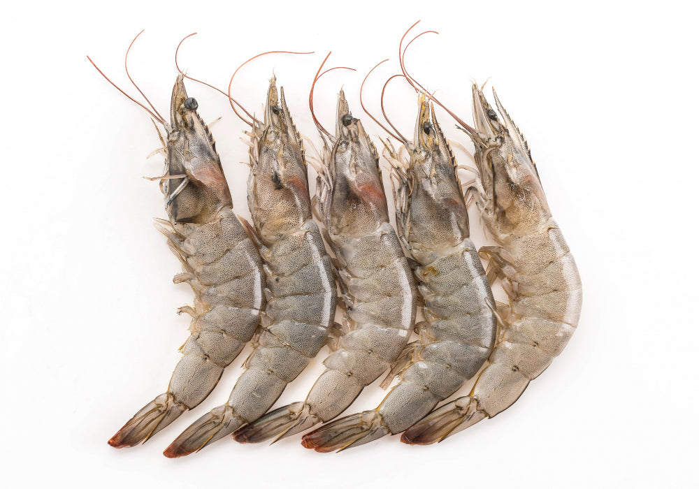 Jumbo 21-25 ct, Fresh Shrimp, Price/1 LB — God's Oceans