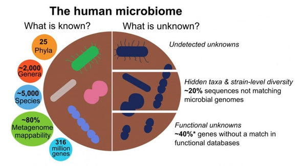 gut-microbiome