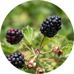 Mulberry Extract