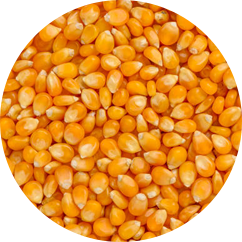 Maize Starch