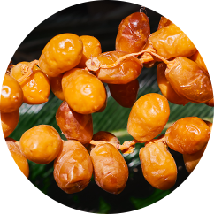 Sea Buckthorn