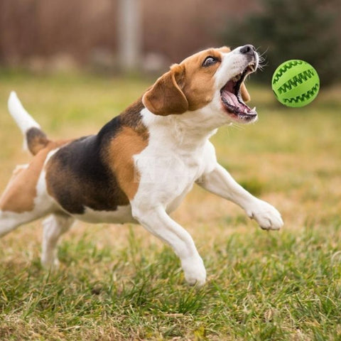 Bolinha Pet para Cachorro Brinquedo Interativo para Limpeza de Dentes