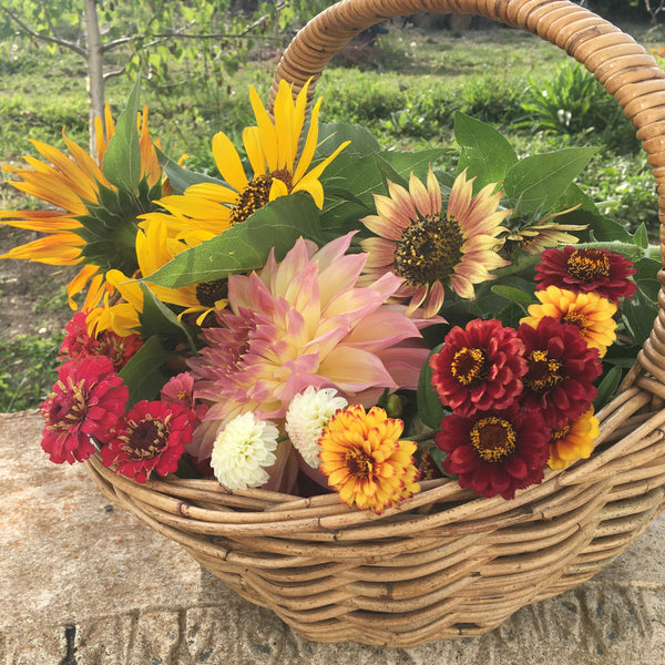 Organic dahlias and flowers